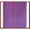 28-VIOLETA